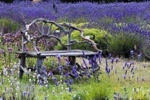lavender provence