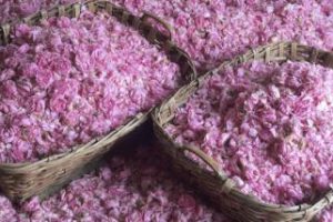 Rose fete a Grasse, visite guidée parfumerie et ville