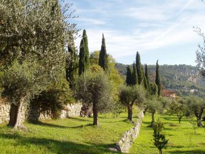 Découverte du domaine oléicole grasse